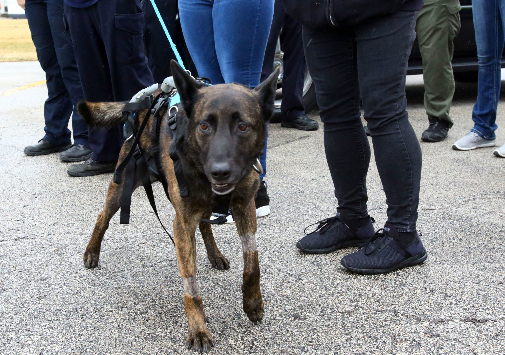 Gallery: K-9 Dante's return